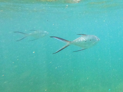 Trachinotus baillonii
