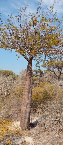 Delonix decaryi