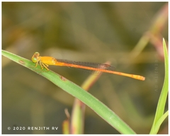 Ceriagrion rubiae