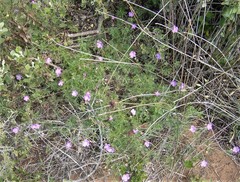 Geranium incanum