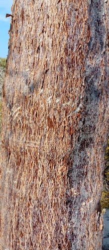 Delonix decaryi