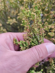 Erica serrata