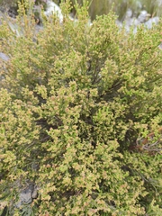 Erica serrata