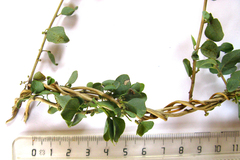 Cissampelos capensis