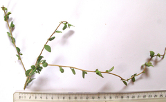 Cissampelos capensis