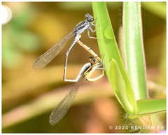 Agriocnemis splendidissima