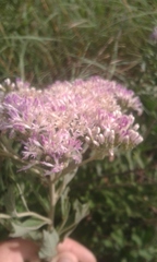 Gymnanthemum capense