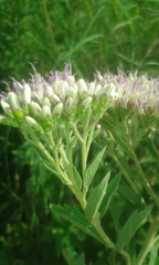 Gymnanthemum capense