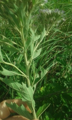 Gymnanthemum capense