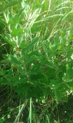 Gymnanthemum capense