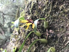 Bulbophyllum retusiusculum