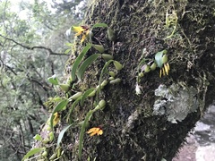 Bulbophyllum retusiusculum