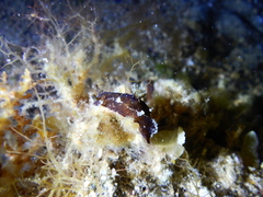 Plocamopherus