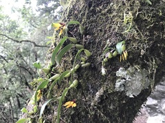 Bulbophyllum retusiusculum