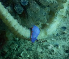Mexichromis macropus