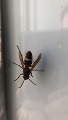 Vespa orientalis