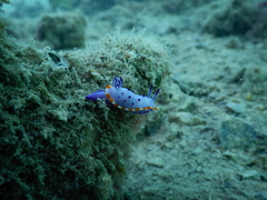 Mexichromis macropus