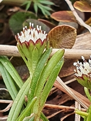 Abrotanella linearis
