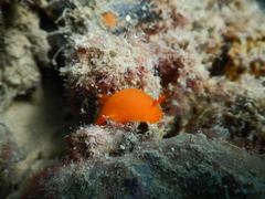 Doriopsilla carneola