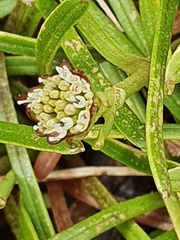 Abrotanella linearis
