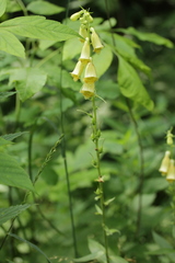Digitalis grandiflora