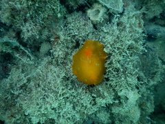 Doriopsilla carneola