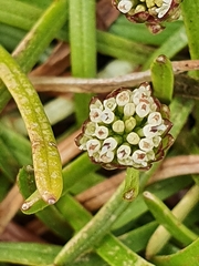 Abrotanella linearis