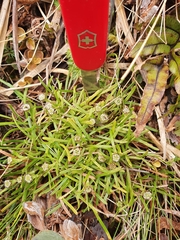 Abrotanella linearis