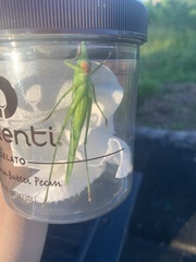 Euconocephalus nasutus