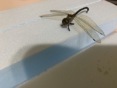 Hemicordulia mindana