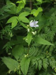 Campanula trachelium