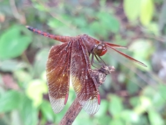 Neurothemis terminata