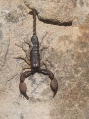 Scorpionoidea
