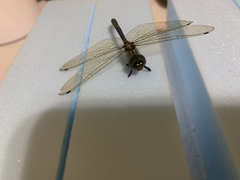 Hemicordulia mindana