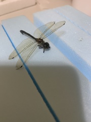 Hemicordulia mindana