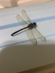 Hemicordulia mindana