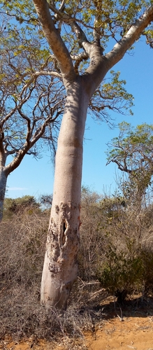 Givotia madagascariensis image