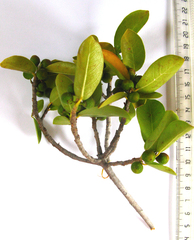 Ficus burtt-davyi