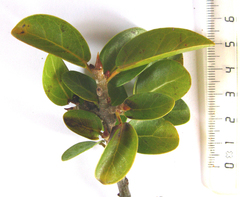 Ficus burtt-davyi