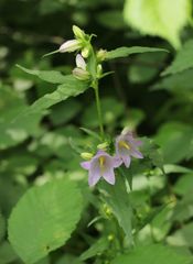 Campanula trachelium