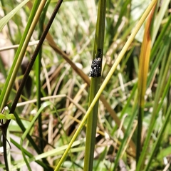 Elasmoscelis perforata