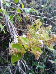 Combretum albiflorum image