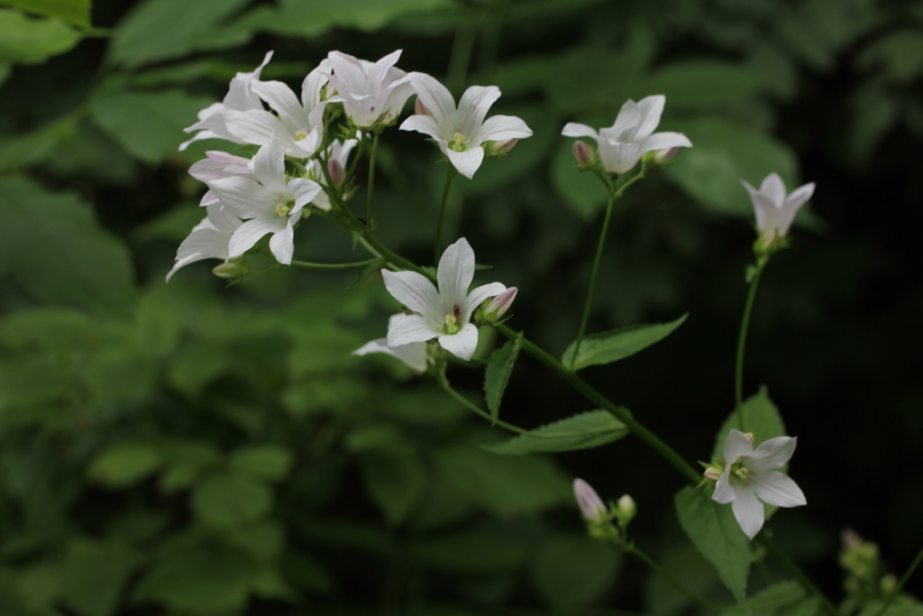 Milky Bellflower From Восточный административный округ, Москва, Россия 