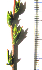 Hermannia aff-denudata