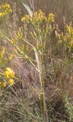 Senecio inornatus
