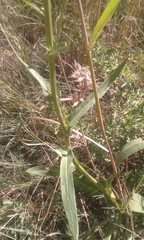 Senecio inornatus