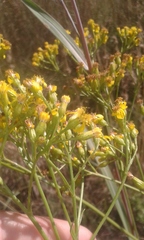 Senecio inornatus