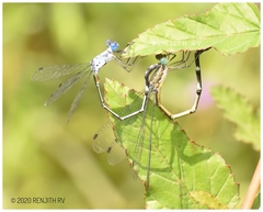 Lestes dorothea