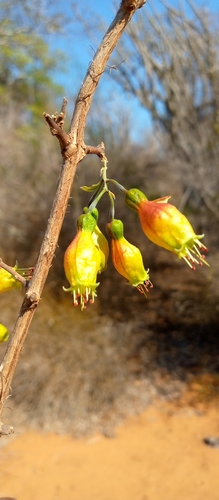 Combretum grandidieri
