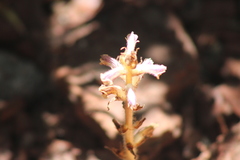 Orobanche minor